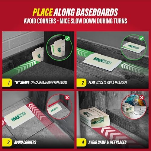 Catchmaster Max-Catch Unscented Glue Traps 72pk, Sticky Mouse Traps Indoor