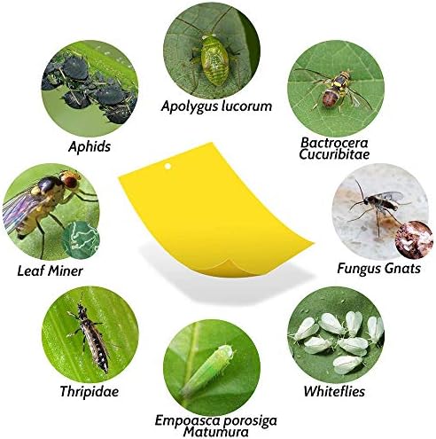 Kensizer 20-Pack Fruit Fly Trap, Yellow Sticky Gnat Traps, 6x8 in