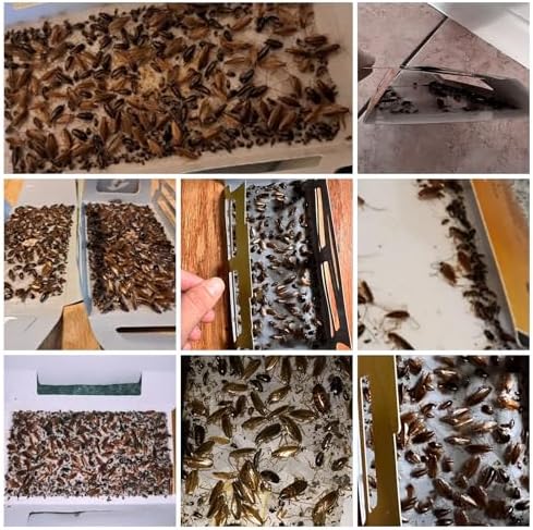 20 Pack Roach Traps, Cockroach Traps Indoor Home, Glue Roach Traps, Child & Pets Safe(Upgrade Recipe)