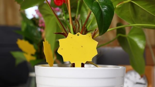 96PCS Fruit Fly Sticky Traps, Gnat Traps Insect Trap for Plants Kitchen Indoor and Outdoor