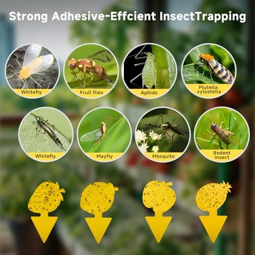 Fruit Fly & Fungus Gnat Traps, Yellow Sticky Traps, 40 Pack