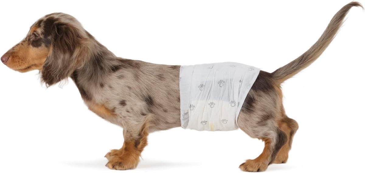 Amazon Basics Super Absorbent Male Dog Diapers, Leak-Proof Disposable Wrap with Wetness Indicator, Secure Fit, Breathable, X-Small, 30 Count