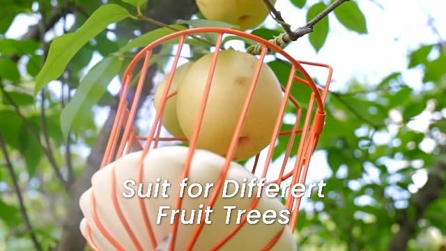 Walensee 13FT Fruit Picker Pole with Basket, 35-158 Inch Adjustable Mango Picker Tool, Stainless Steel Telescoping Cherry Picker for Tree, Apple Pear Lemon Orange Avocado Picking