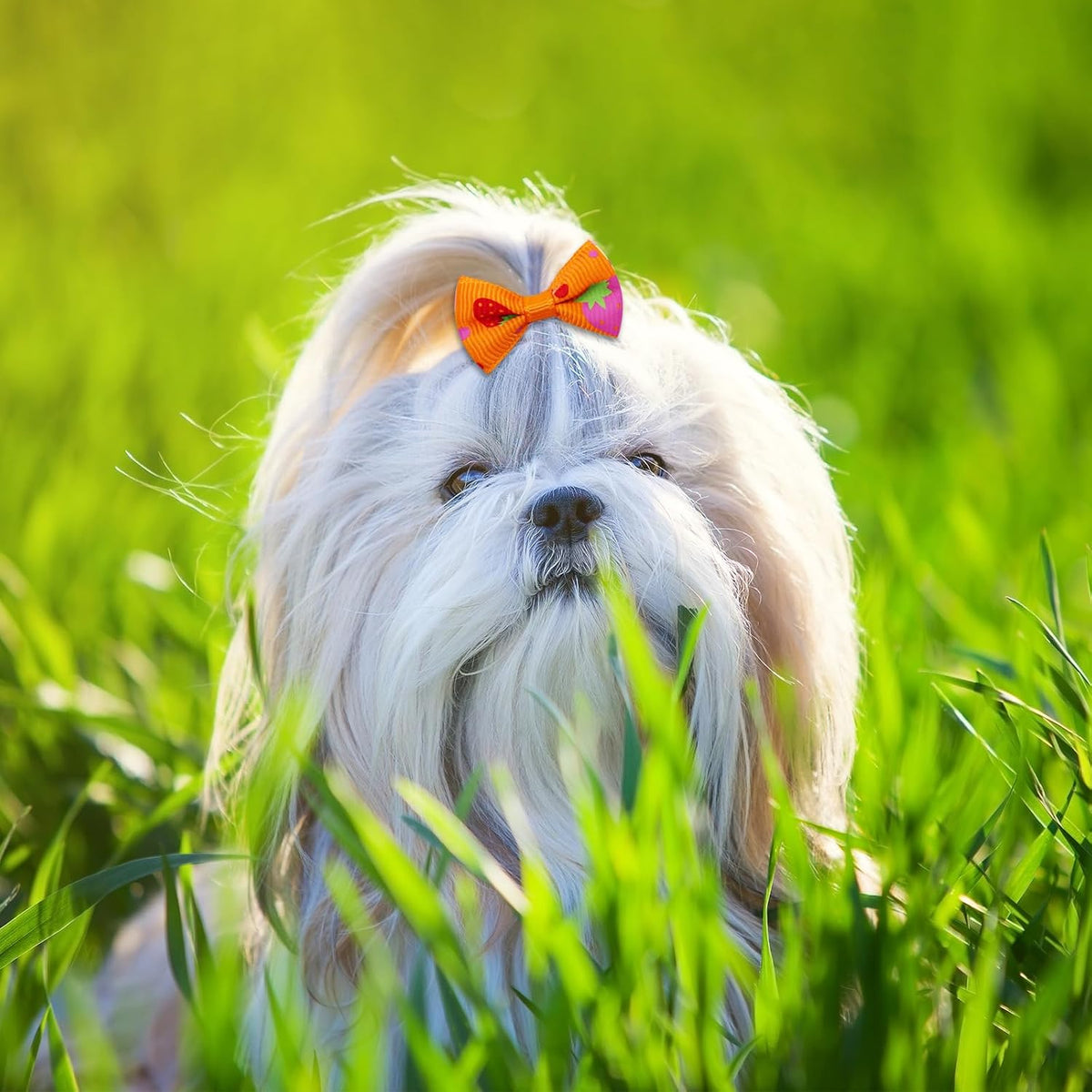 Small Dog Hair Bows with Rubber Bands for Small Medium Dogs