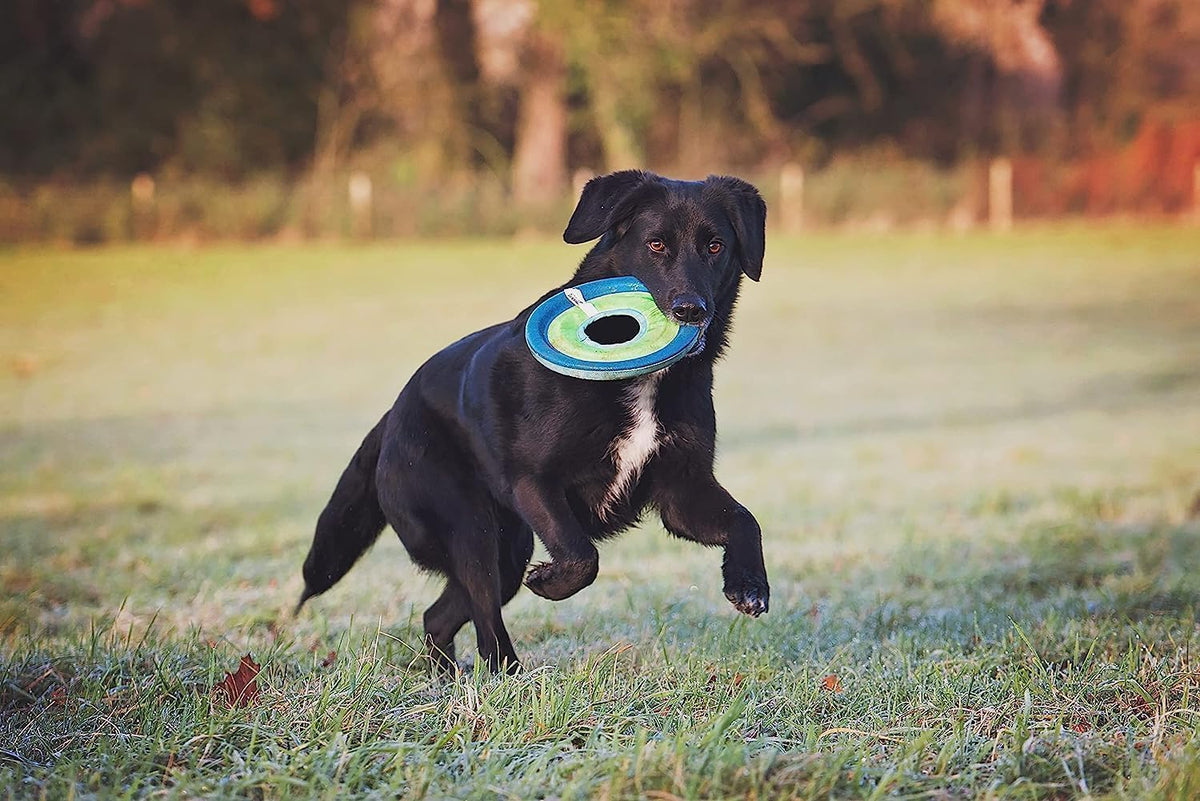 Chuckit! Max Glow Zipflight Flying Disc Dog Toy, Floats, Medium, 8.5in | Water-Floating Flyer Made with Durable Polyester Construction for Beach and Pool Play; Sized for Medium and Large Dogs