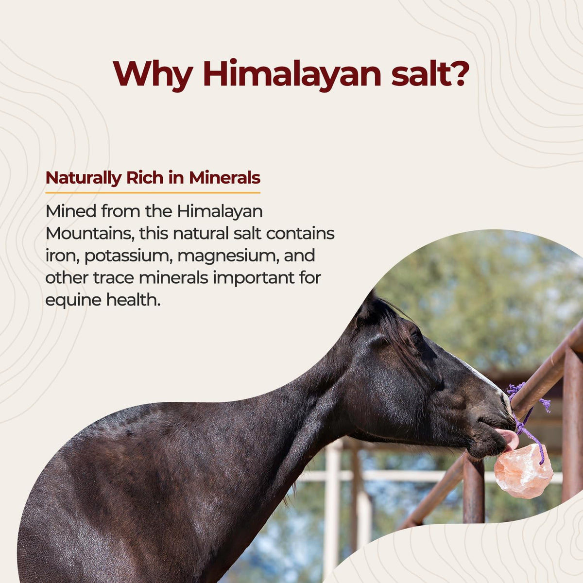 Horsemen's Pride Himalayan Salt Block on Rope for Horses, 2.2 Pounds, SS22