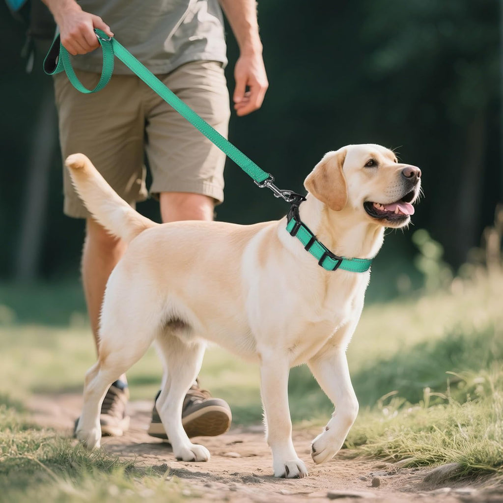 Joytale Reflective Dog Collar, Adjustable Neoprene Padded, Teal L