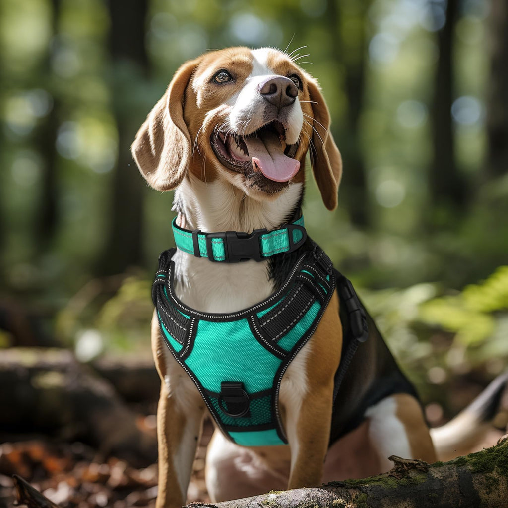 Joytale Reflective Dog Collar, Adjustable Neoprene Padded, Teal L