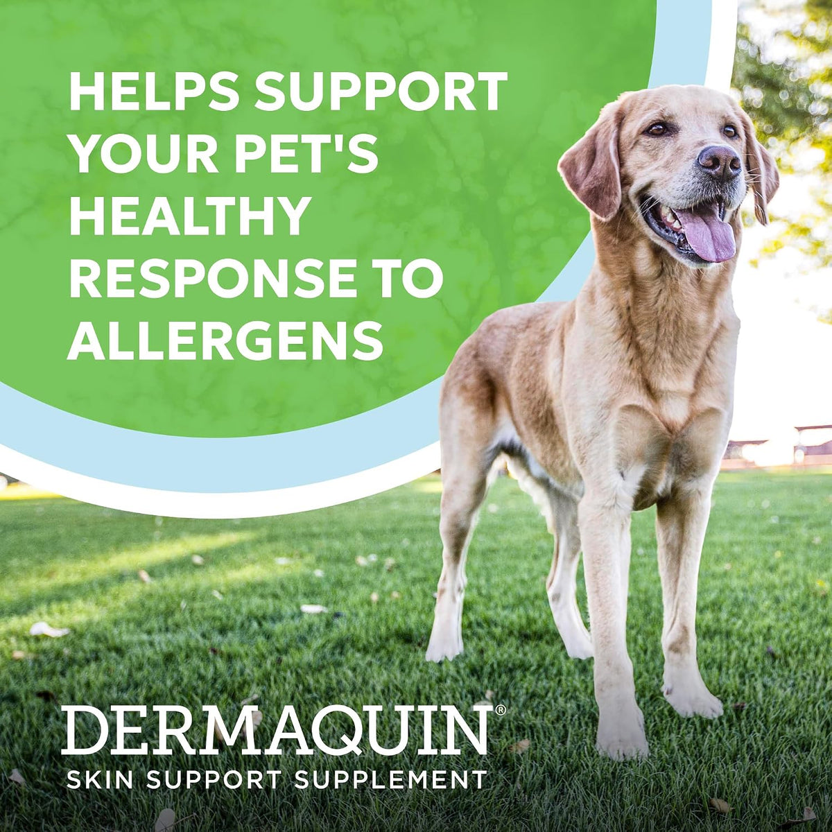 Nutramax Dermaquin Dog Supplement, Soft Chews, 60ct | Skin Health Support for Dogs with Itchy Skin, Supports a Healthy Response to Allergens, Hardy Kiwi, PEA, for Dogs Over 30 lbs
