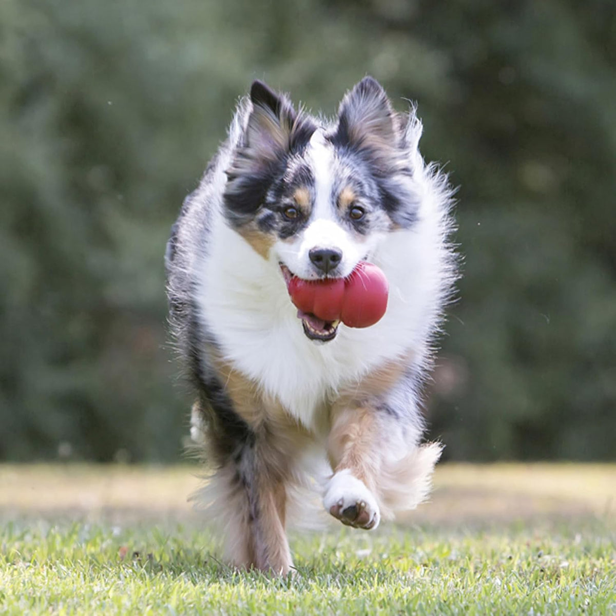 KONG Classic Stuffable Dog Toy, Natural Rubber Chew, for Large Dogs | Treat-Filling Fetch & Chew Toy with Erratic Bounce, Made from KONG Durable Natural Rubber for Extended Playtime