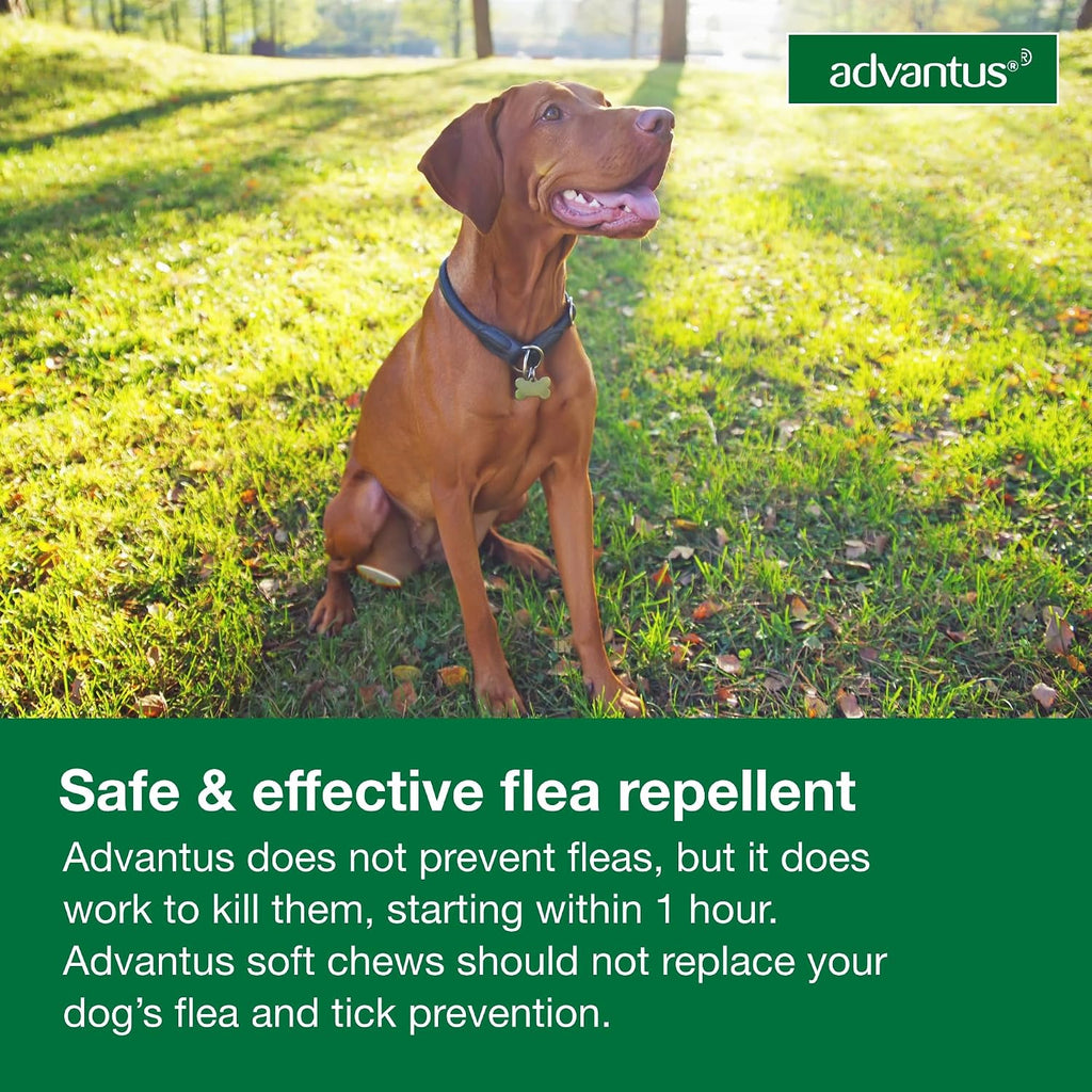 Advantus Dogs Fast Acting Oral Flea Treatment Soft Chewable 23 - 110 lbs. | 7 ct.