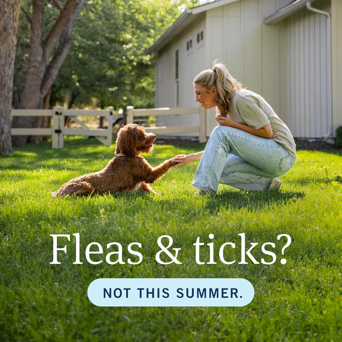PETARMOR Home Carpet Powder for Fleas and Ticks, Protect Your Home From Fleas and Deodorizes Carpets, 16 Ounce | Ideal for Carpeted Homes with Flea Infestations; Deodorizes Carpets; Targets flea lifecycle in carpets, rugs & upholstery