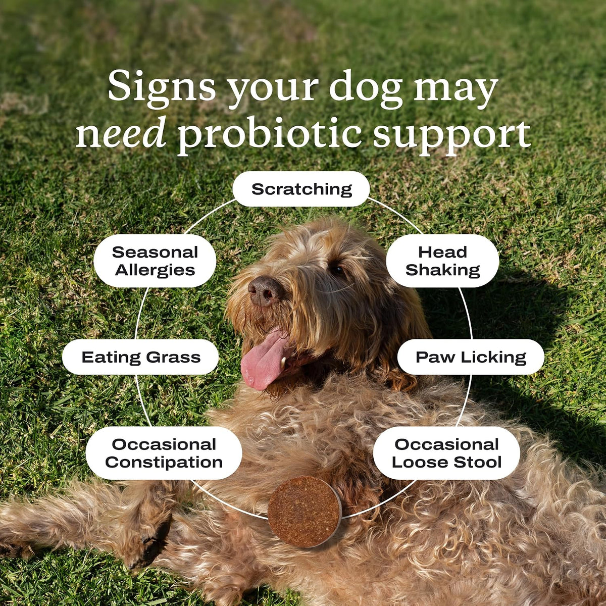 PetLab Co. Probiotic Chews for Dogs, 30 Soft Chews, 2-Pack