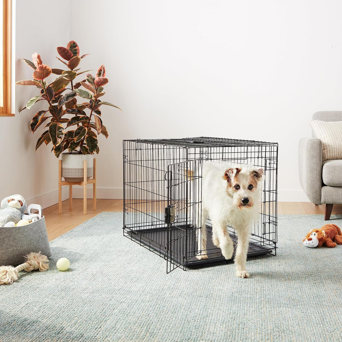 Amazon Basics Portable Metal Wire Dog Crate with Removable Tray, Single Door with Divider Panel, Foldable, Collapsible, Easy to Assemble & Clean, 36" x 23" x 25", Black