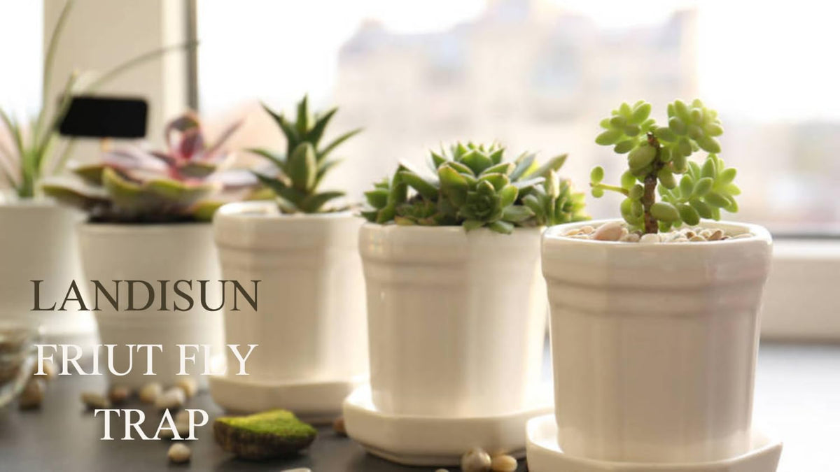 Fruit Fly Traps Indoor Fungus Gnat Trap 48PCS for Plants Yellow Outdoor