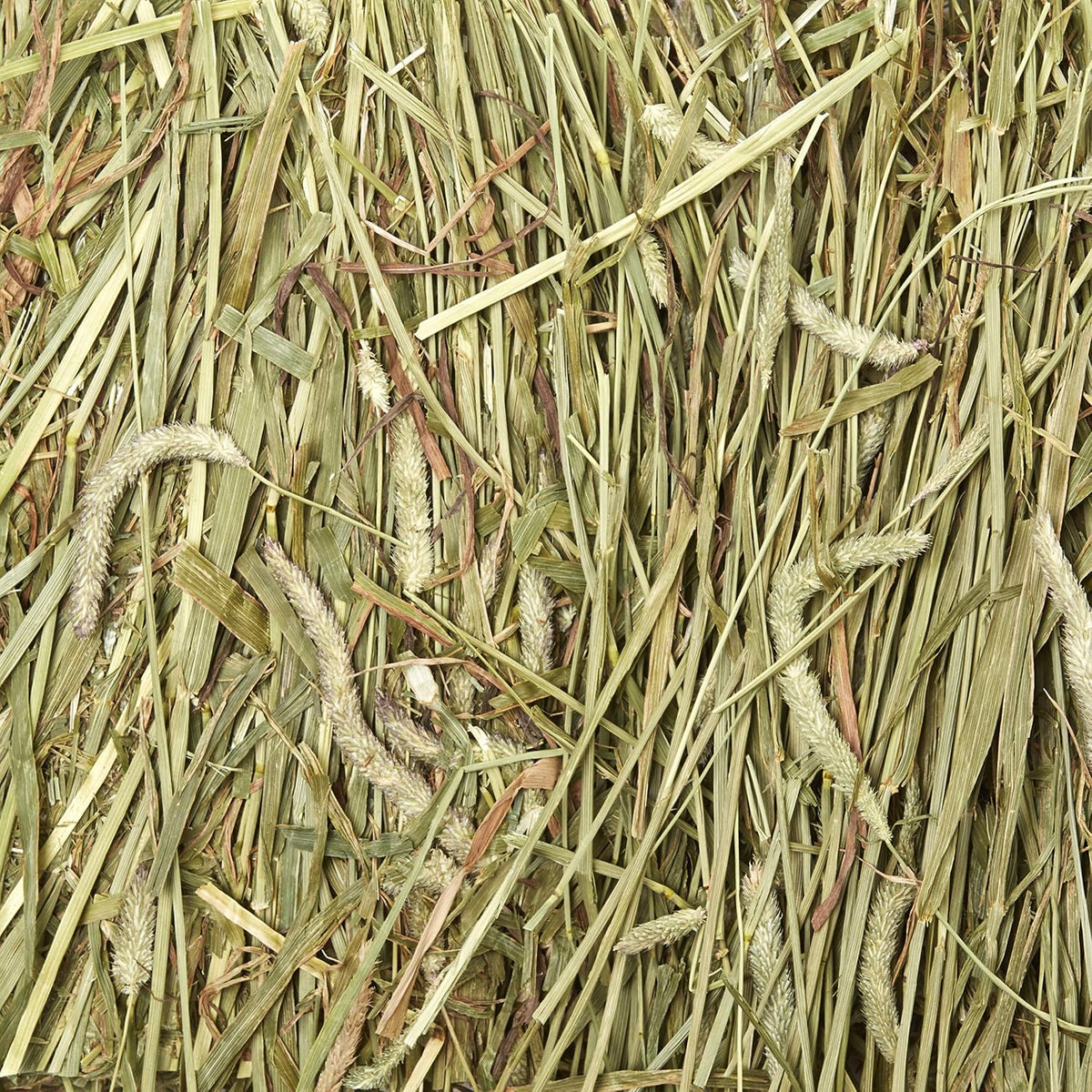 Kaytee Wafer Cut Timothy Hay for Rabbit & Guinea Pigs, 60 Ounce